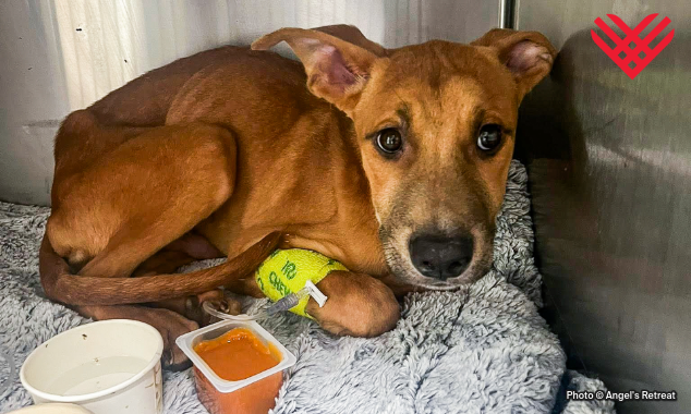 1-EOY-GT-Pet-Food-Drive-6-20250924_AHW_EAM_AR_FashionLitter_Stiletto-634x380 (1)