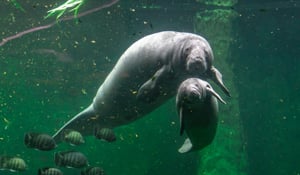 2023-SpeciesSpotlight-Manatee-Featured-Image