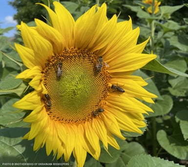 2023-bees-sunflower-image
