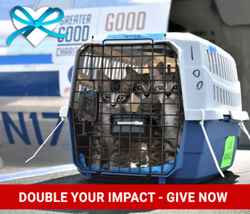 2023-give-good-bow-banner-previews-blue-heart-transport-shelter-pets-double-impact-1