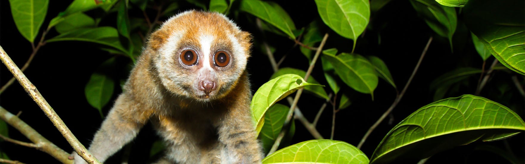 2023-loris-species-spotlight-hero