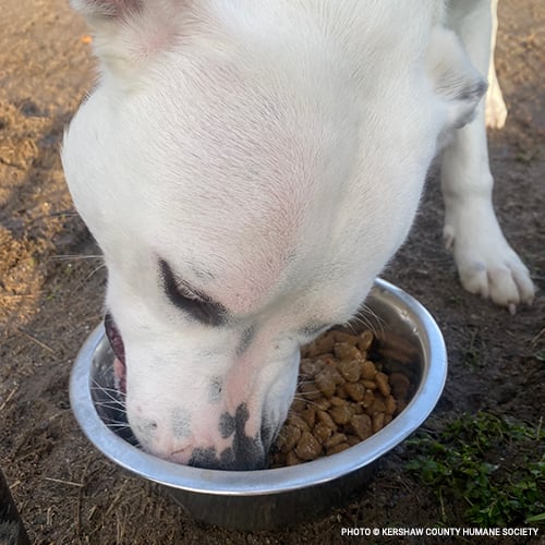 20230213_dog_eating_from_bowl_2_©_Kershaw_County_Humane_Society_GOODS copy