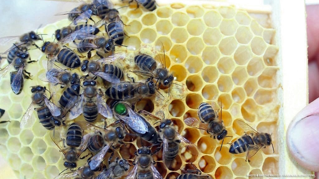 20230412_Hive_3_©_Brotherhood_of_Ukrainian_Beekeepers_Disaster_Relief_Ukraine copy