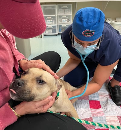 20230525_Frenchie_medical_exam_2_SAH_1000th_Dog_©_Humane_Society_of_Broward_County_Good_Flights