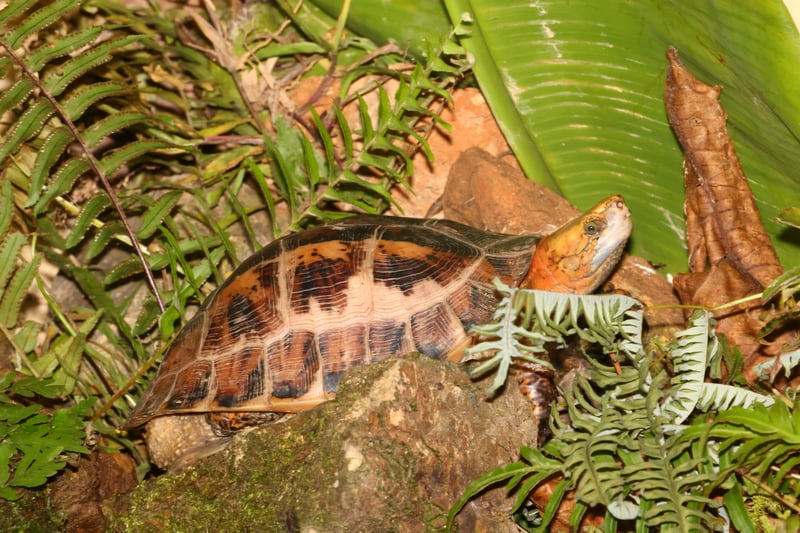 20230626_Vietnam_Turtle_with_green_foliage_©_GGC_GDE