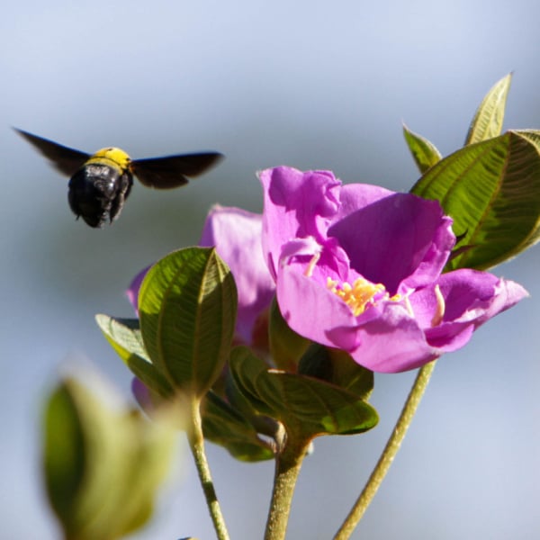 20230626_Vietnam_bee_flying_near_purple_flower_©_GGC_GDE (1)