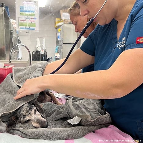 20230810_Maui_Wildfire_small_dog_in_towel_on_exam_table_w_vet_techs_©_Maui_Humane_Society_Disaster_Relief_EAM copy