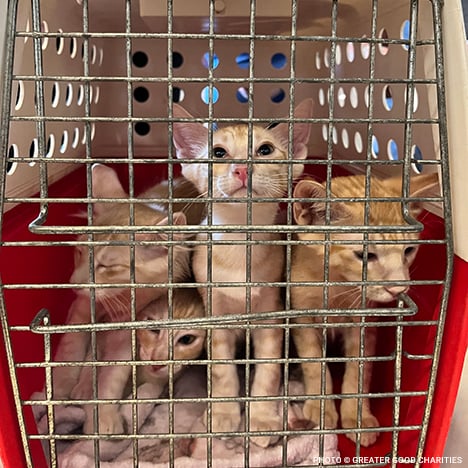 20230815_Maui_Wildfires_litter_of_kittens_1_©_GGC_Disaster_Relief (1) copy