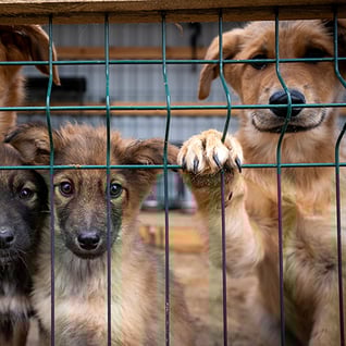 20231121_Borodianka_0133_abandoned_orphan_dogs_puppies_family_©_Oro_Whitley_GGC_Ukraine_Relief copy-1