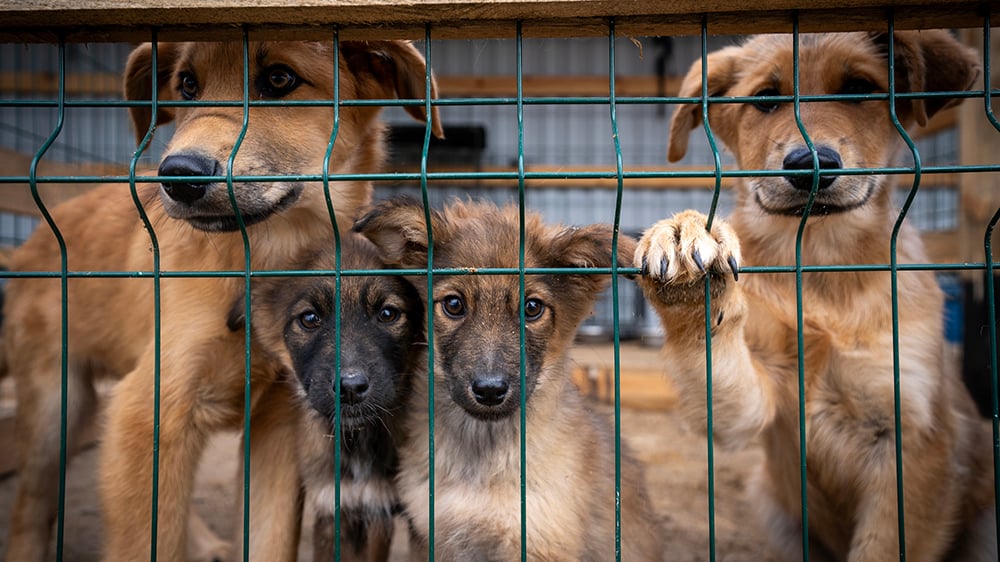 20231121_Borodianka_0133_abandoned_orphan_dogs_puppies_family_©_Oro_Whitley_GGC_Ukraine_Relief