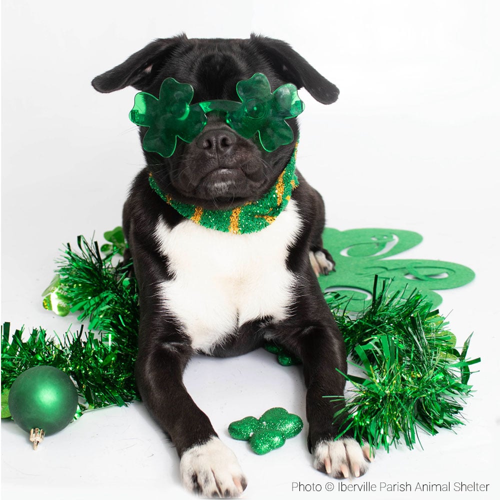 20240313_GFL_LA-WI_FeaturedPet_Ben_005_IbervilleParishAnimalShelter