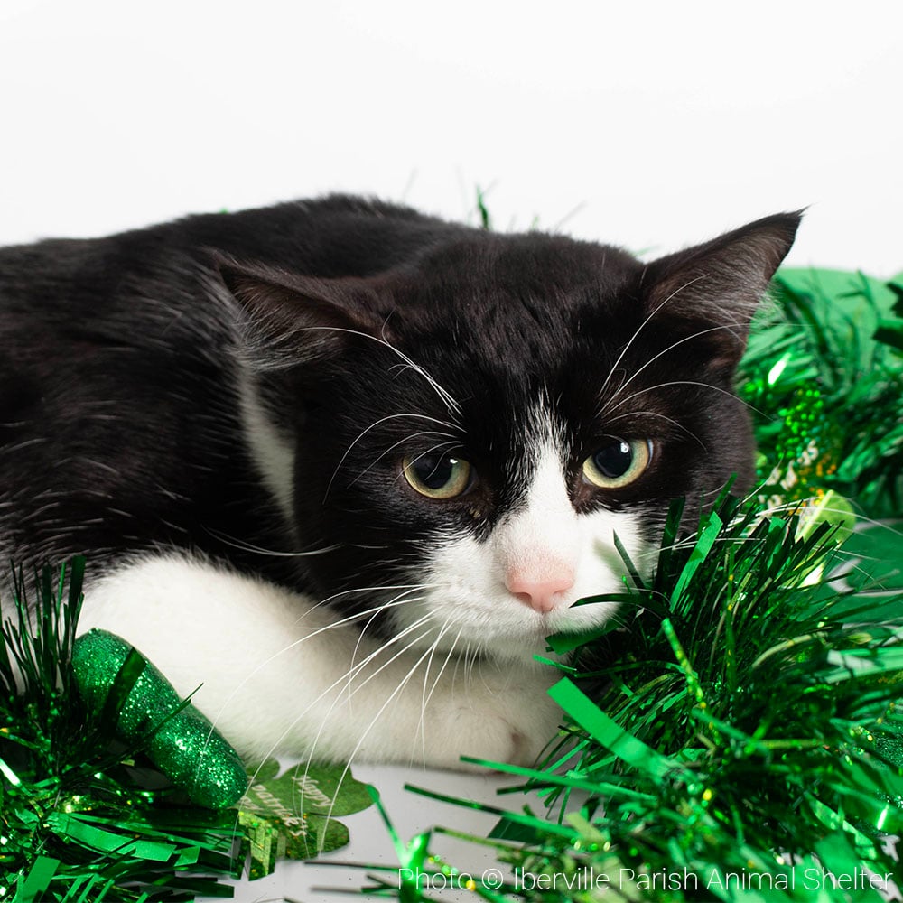 20240313_GFL_LA-WI_FeaturedPet_Mew_002_IbervilleParishAnimalShelter