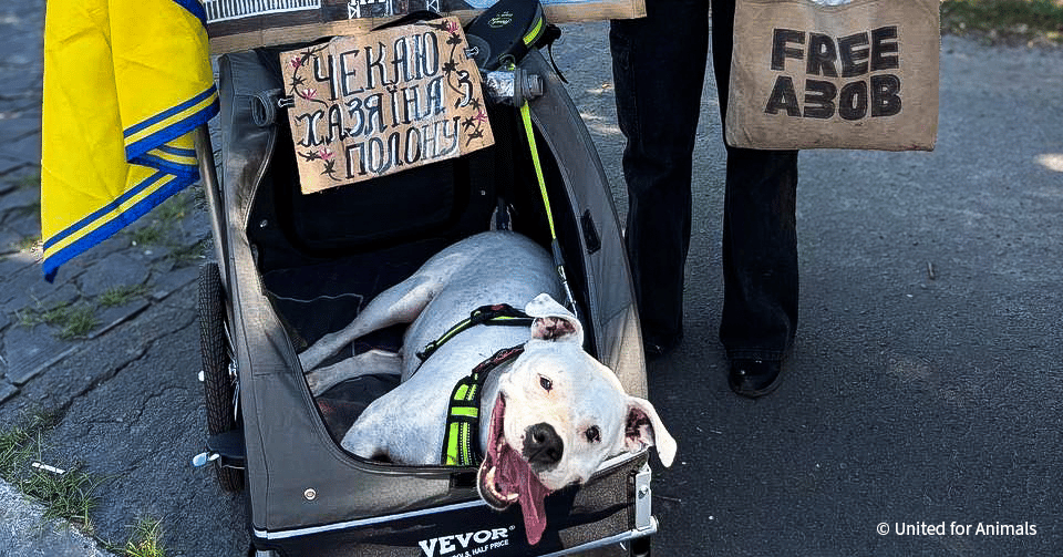 20240710_CDR_Ukraine_UfA_Adik_003_UnitedforAnimals