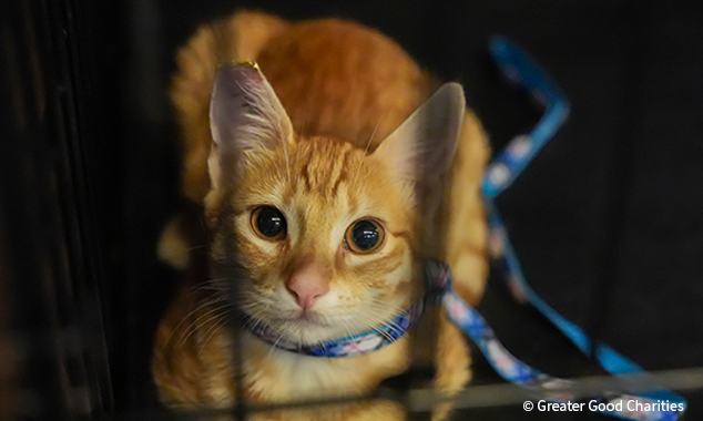 20250729_FIX_Austin_R5_086_GGC_634x380