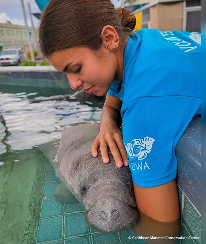 20251015_BC_PuertoRico_CMCC_Manatee_0003_CaribbeanManateeConservationCenter