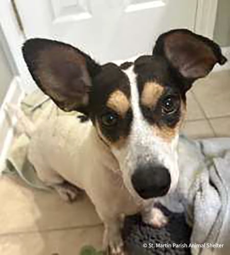 20251209_BI_Savy_003_StMartinParishAnimalShelter