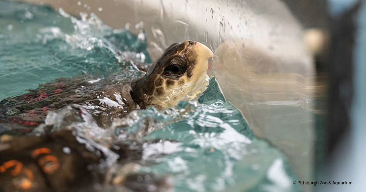 20251212_BC_SeaTurtles_PZA_003_PittsburghZoo&Aquarium_FEATURED_1200x630