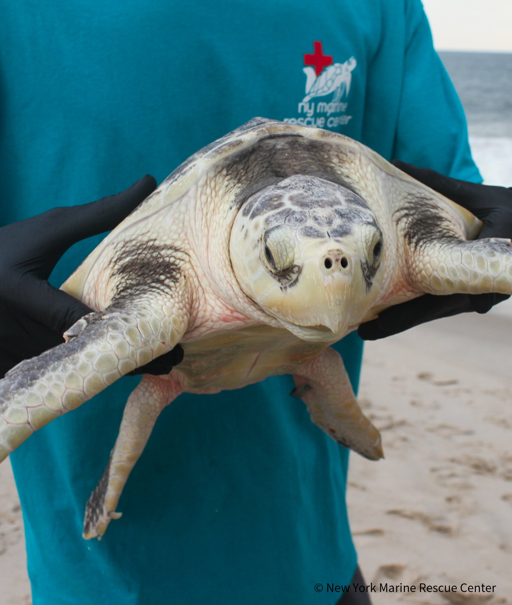 20251219_BC_SeaTurtles_NewYorkMarineRescueCenter_003_720x850