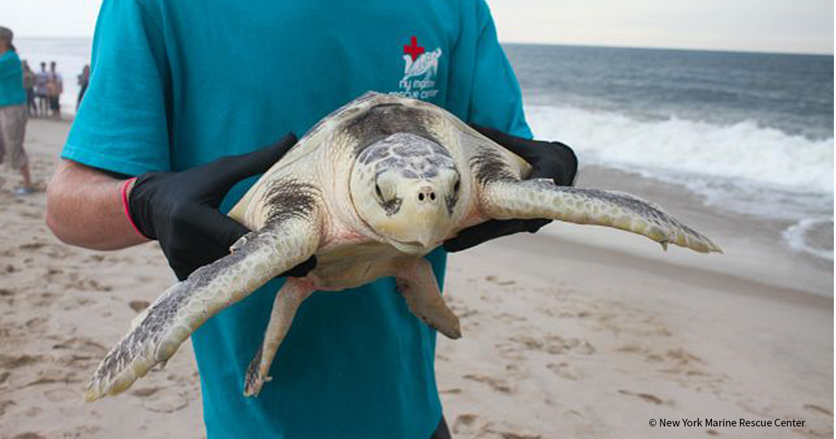 20251219_BC_SeaTurtles_NewYorkMarineRescueCenter_003_FEATURED_1200x630