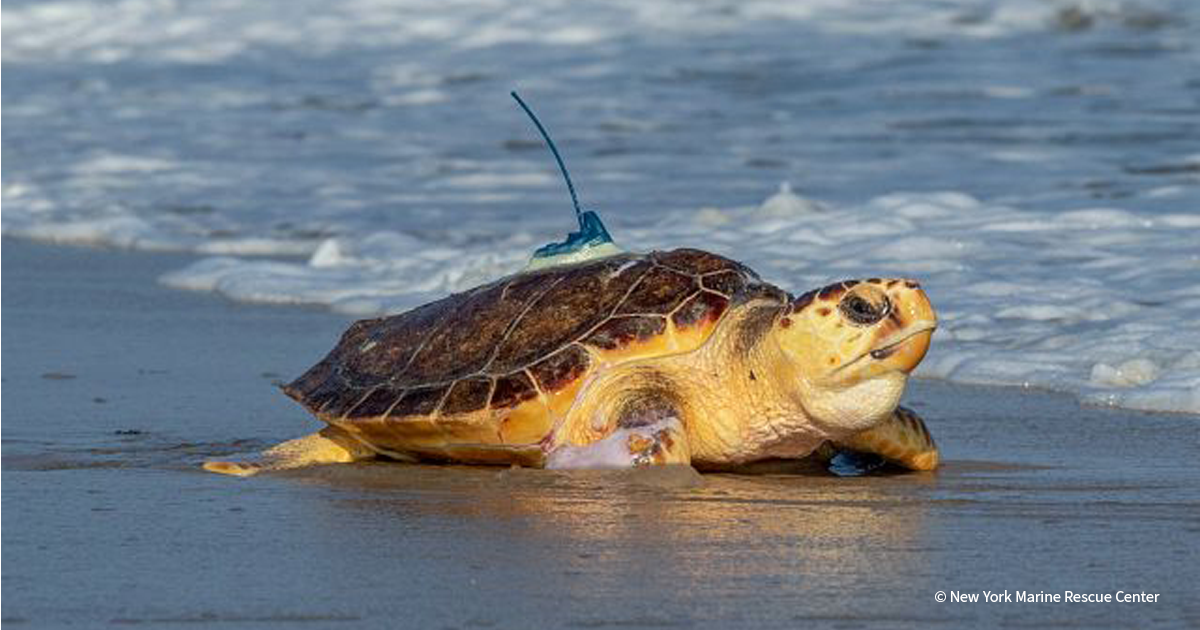 20251219_BC_SeaTurtles_NewYorkMarineRescueCenter_005_FEATURED_1200x630