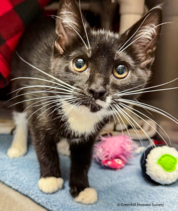 20251229_BI-Cares_GreenhillHumaneSociety_001