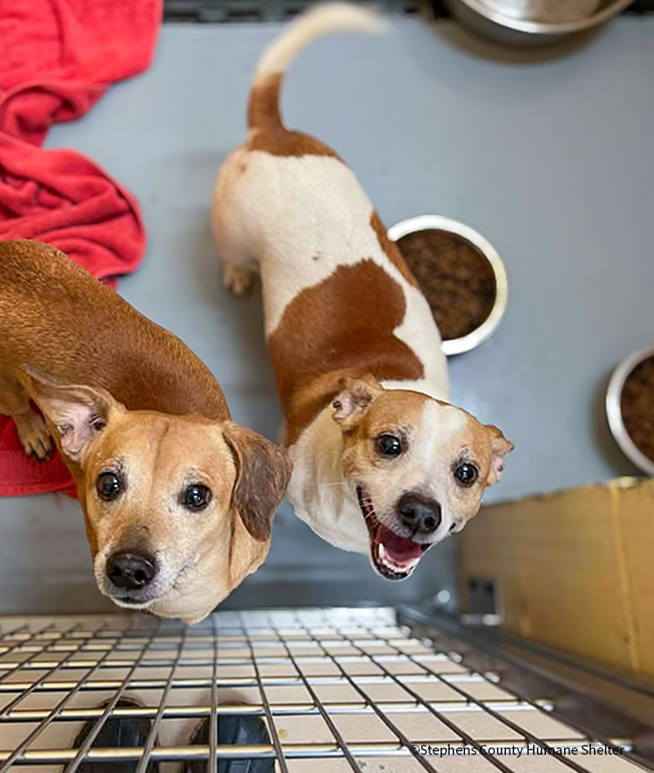 20260106_BI-Cares_Toccoa-StephensCountyHumaneShelter_002