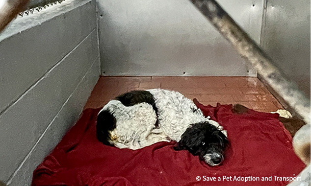 20260107_EAM_Maggie_SaveAPetAdoptionAndTransport_003-1