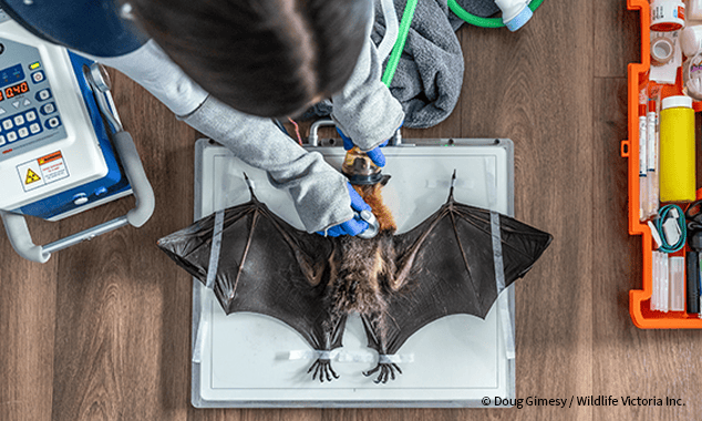 20260122_BC_Grey-headedFlyingFox_WildlifeVictoriaInc_001_634x380-1