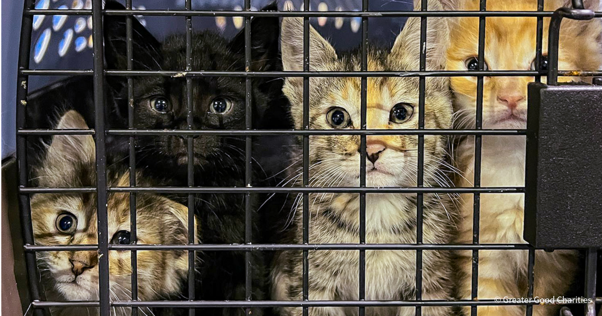 20260210_Alaska Spay and Neuter Blog_FIX_Alaska_R5_002_GGC_1200x630