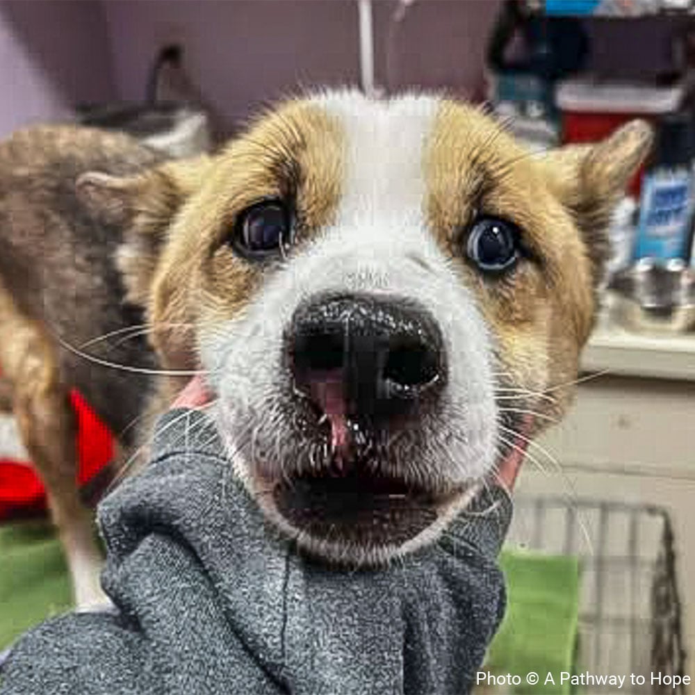 20260211_EAM_Noelle_APathwayToHope_001 (1)