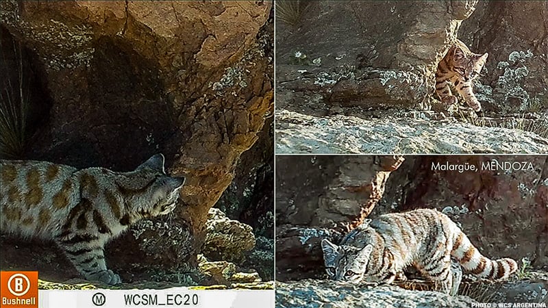20260723_Biodiversity_Argentina_AndeanMountainCat_003_WCS-Argentina