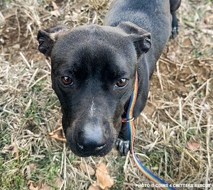 425x380