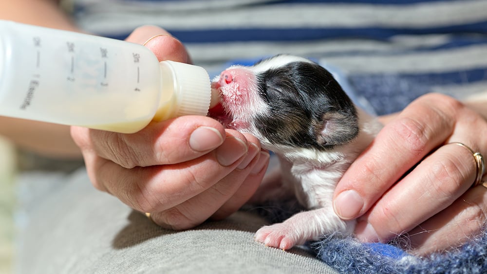 how much puppy milk to give a puppy