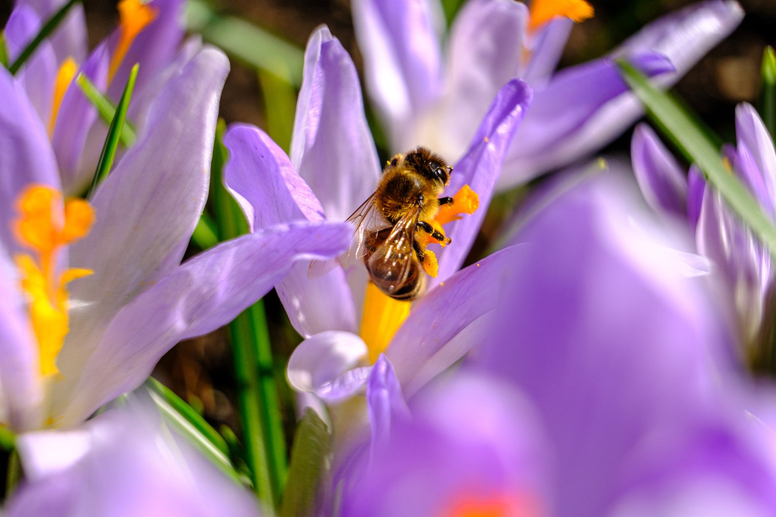 10-buzz-worthy-facts-about-queen-bees-that-will-make-you-hive-five-your