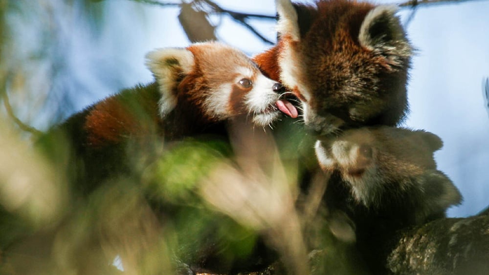Axel-Gebauer_Red-Panda-Cubs_with_their_mother_spotted_in_Dobate_Ilam_2015 copy