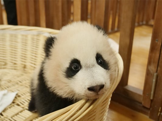 Bao Baos Cub in a Basket_©Pandas International_Project Peril-1