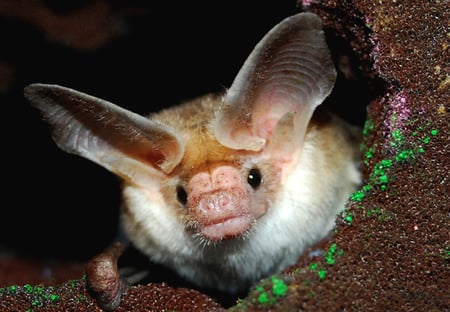 Beene-pallid bat