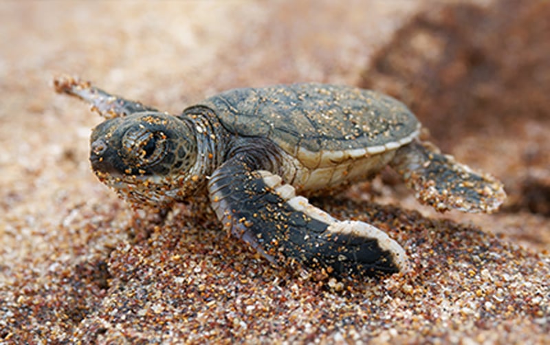 Biodiversity_HumanInteraction