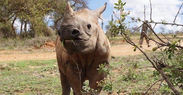 Black rhino calf Meimei (C) Save the Rhino International-1