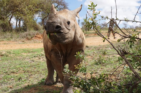 Black rhino calf Meimei (C) Save the Rhino International