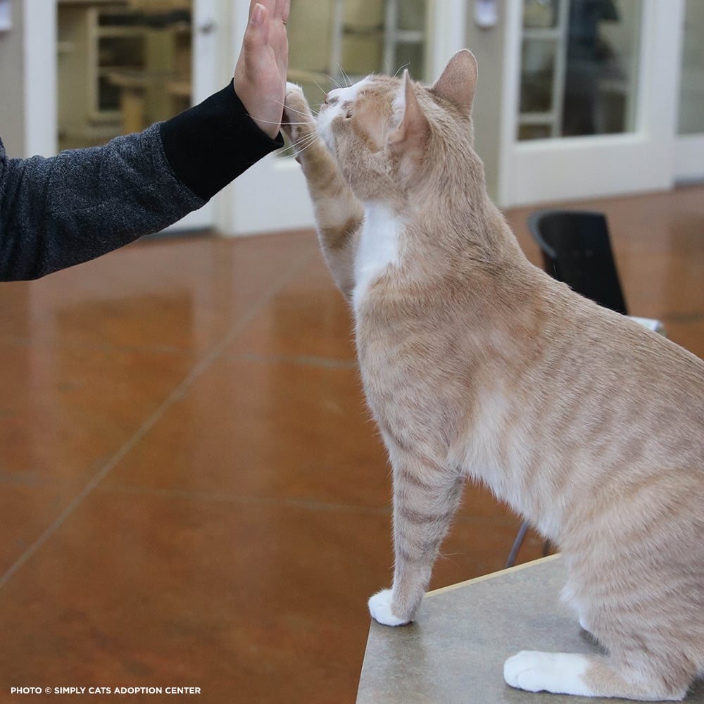 Blog04062023-20230331_Crash_High_Five_Cadbury_Bunny_Cat_Pawsitive_3_©_Simply_Cats_Adoption_Center_Jackson_Galaxy_Project copy