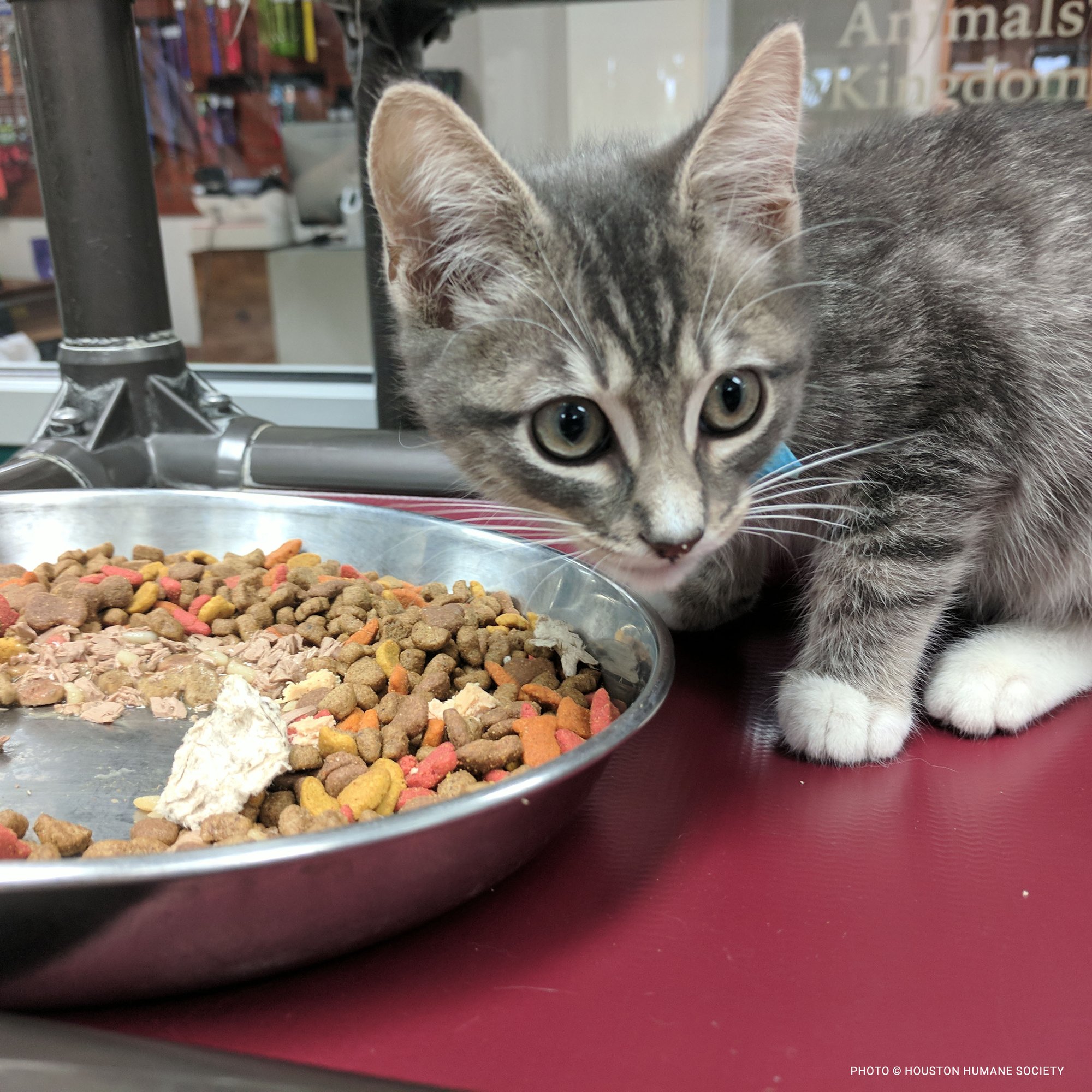Casey the Kitten by Food Bowl (Houston Humane Society) copy-gallery-02-1