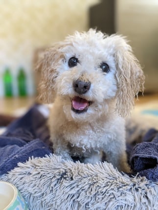 Want to save a life today? Greater Good Charities urges you to “Go Out And Foster” Want to save a life today? Greater Good Charities urges you to “Go Out And Foster”