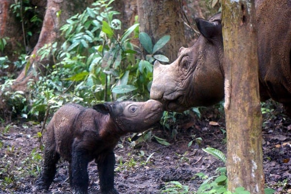 Delilah and mom Ratu May2016_©International Rhino Foundation