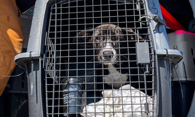 EOY-GT-Pet-Flight-634x380-3-20250723_GFL_LA-WA-OR_Arrival_PAE_001