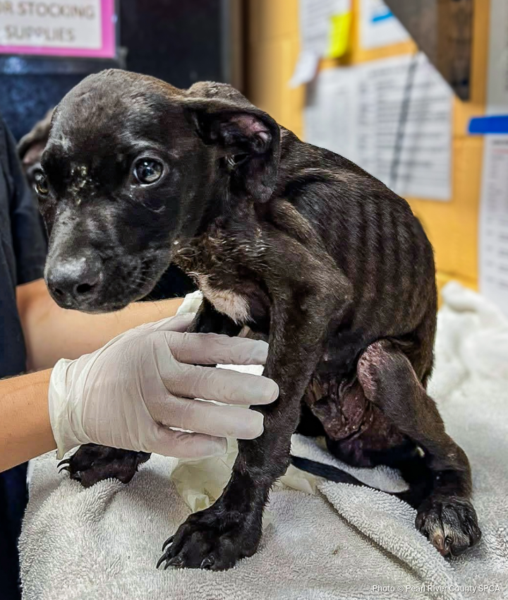 EOY-GT-Pet-Food-Drive-720x850-1-20250903_AHW_Elanco_PRCSPCA_001