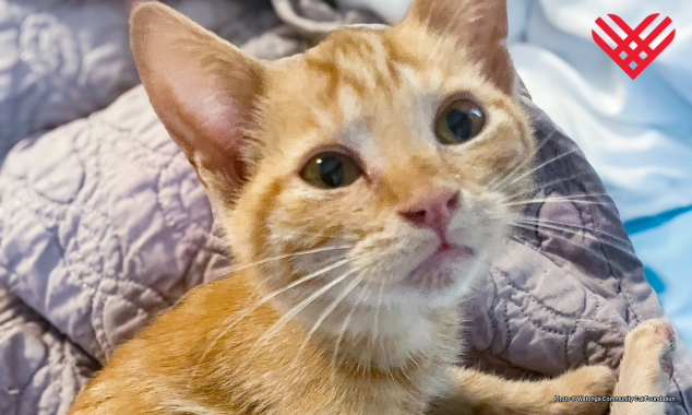 EOY-GT-Pet-Food-Drive-9-GDS_Chewy_WCCF_Henrietta_001-634x380