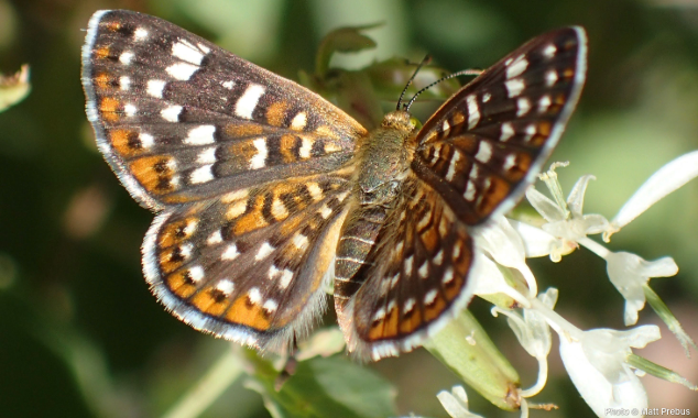 EOY-GT-Pollinators-634x380-2-20240916_GDE_Mexico_SkyIslands_003