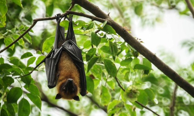 EOY-GT-Pollinators-634x380-4-20251002_AdobeStock_114310369