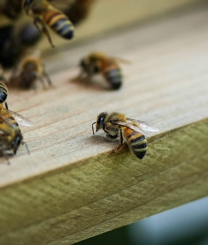 EOY-GT-Pollinators-720x850-3-20250522_DRD_HurricaneHelene_Beekeeping_010